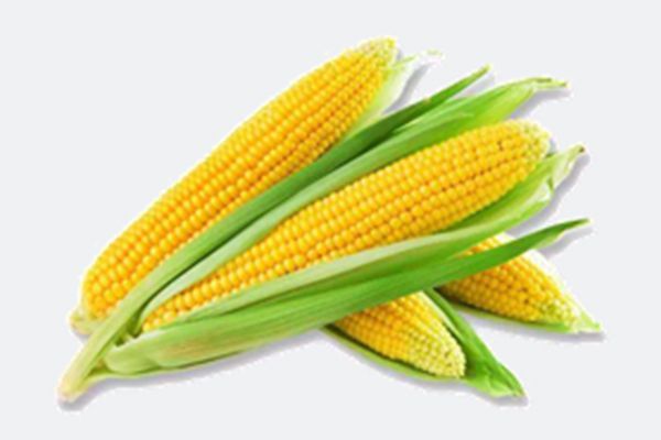 Biodegradable Film Production Solution for Biodegradable Packaging Industry